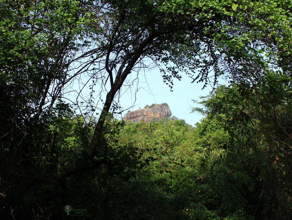 The Thick Forest Sigiriya Zimmer foto