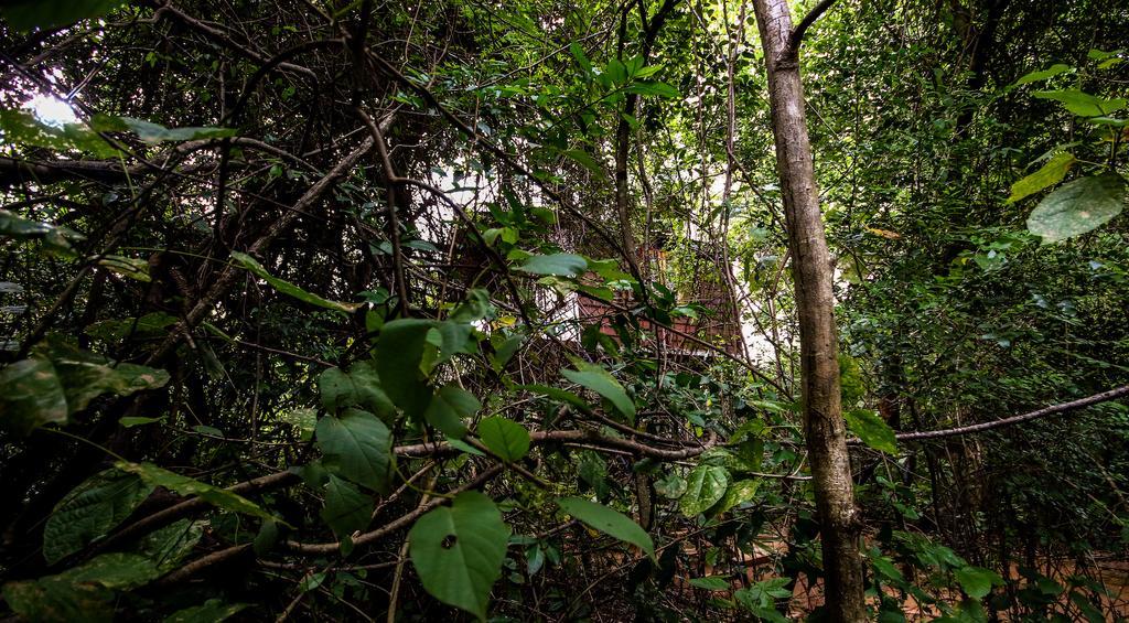 The Thick Forest Sigiriya Exterior foto